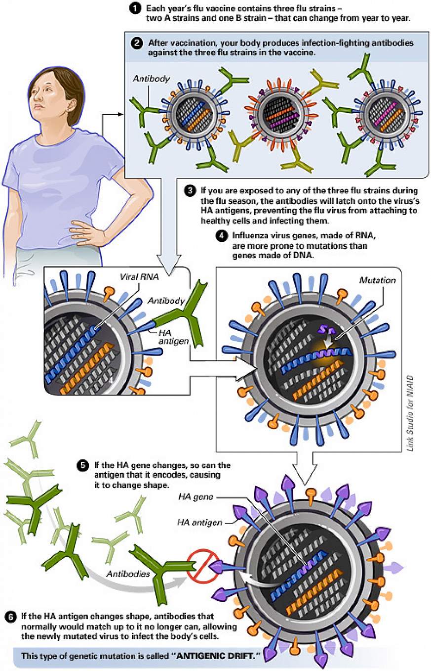 Flu Virus Antigenic Drift
