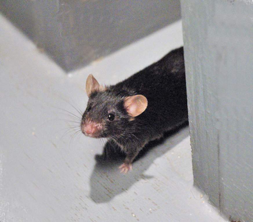A mouse in t-maze