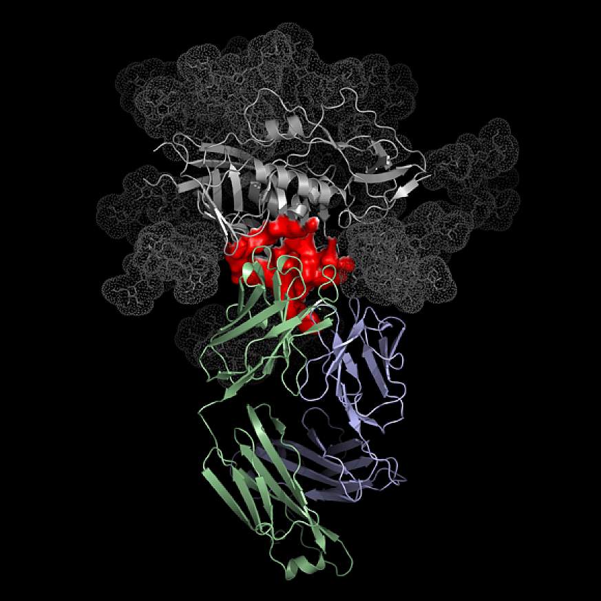 Image of the Atomic structure of the antibody VRC01 binding to HIV