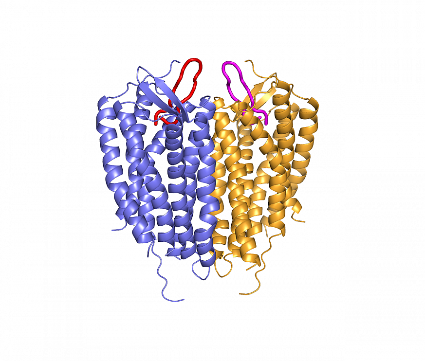 Structure of linked CXCR4 molecules bound to loop-shaped inhibitors