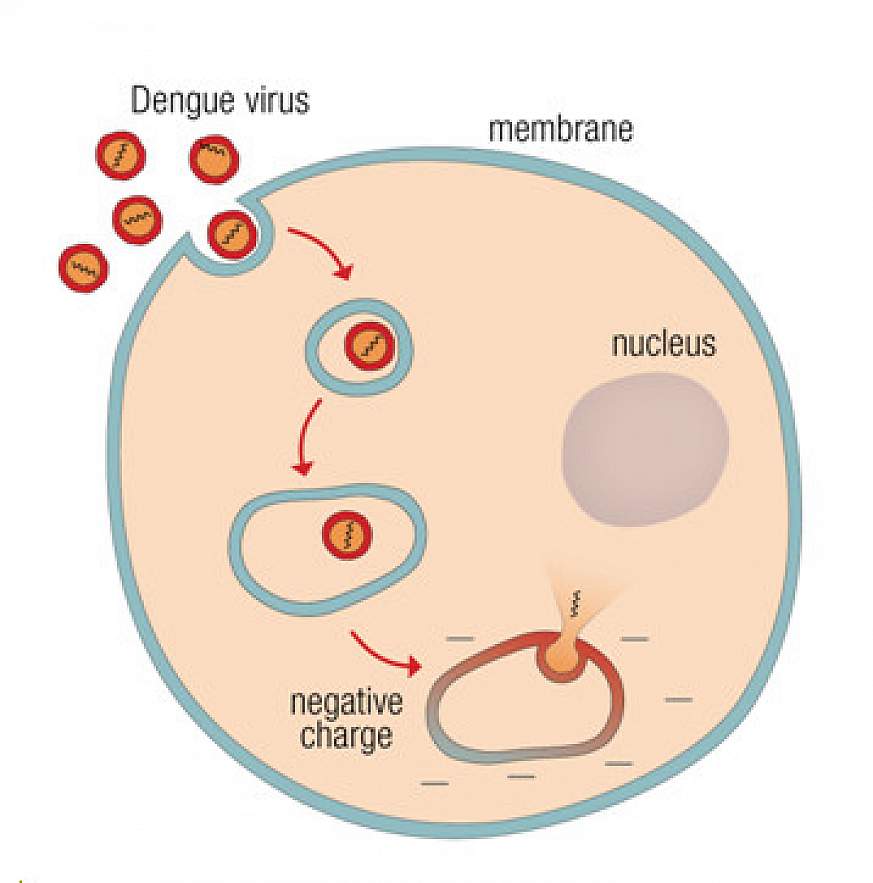 Graphic shows how the virus is taken into the cell and releases its DNA in the presence of a negative charge