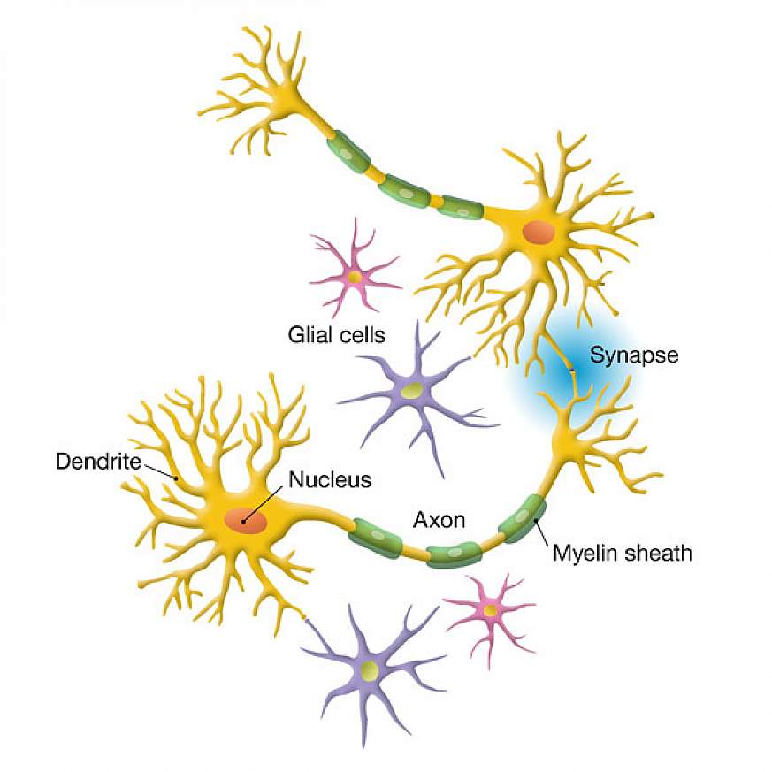 An illustration showing neurons and glial cells.