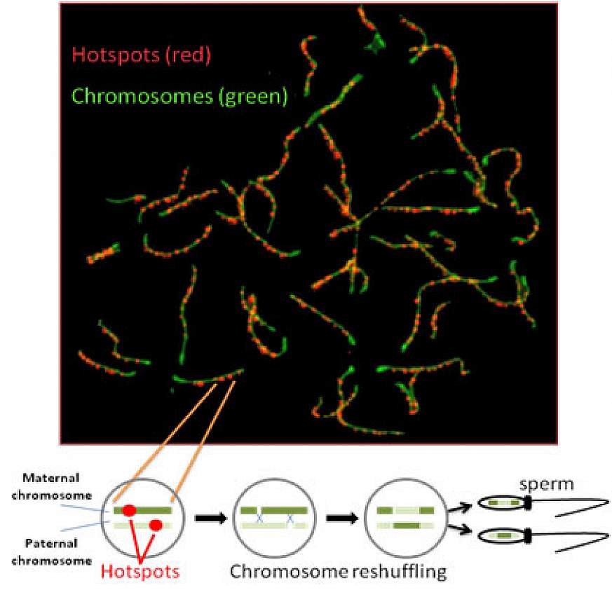 Magnification shows genetic recombination hotspots (in red)