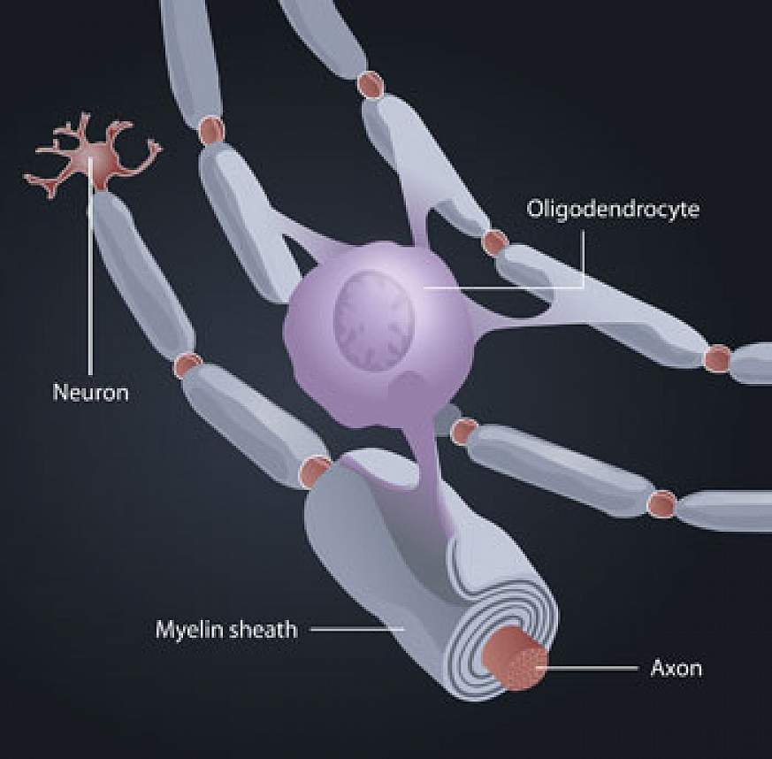 Myelin formation
