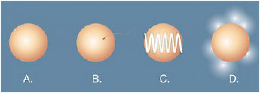 Four stages of egg cells of monkeys and mice regarding zinc as a major role in reproduction.