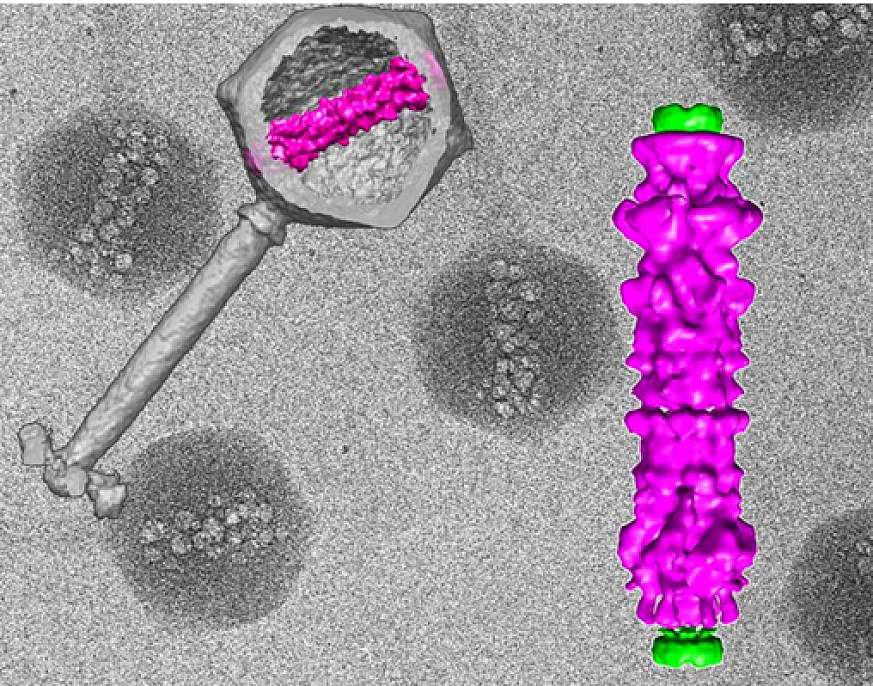 Image of virus and blow-up of inner virus structure