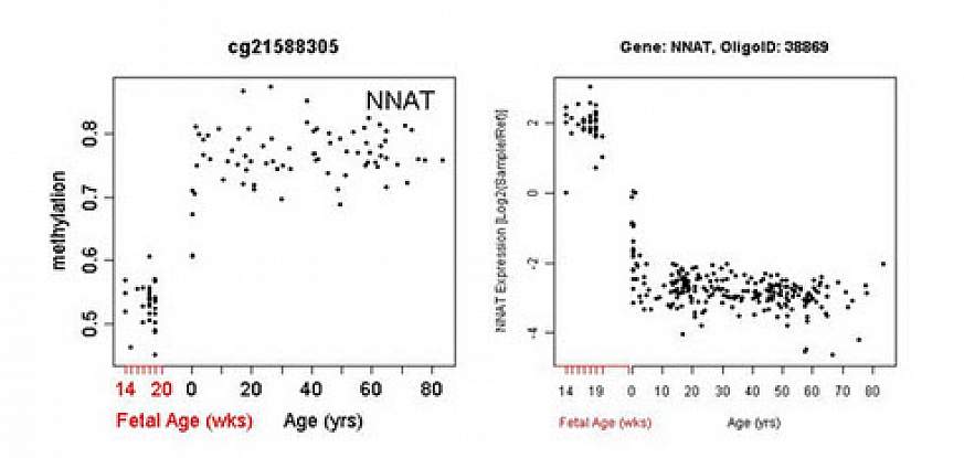 Chart of PFC methylation across lifespan