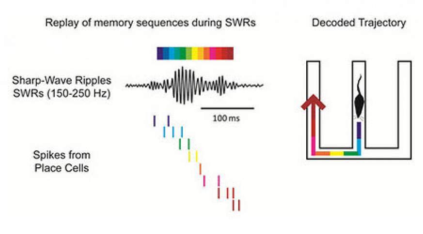 Graphic explaining memory replay in mice