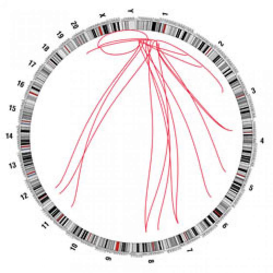 A circle illustrating translocations in colon and rectal samples.