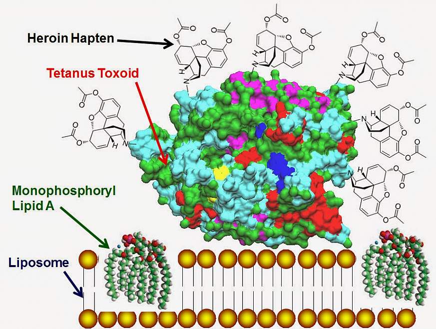 Heroin-HIV vaccine