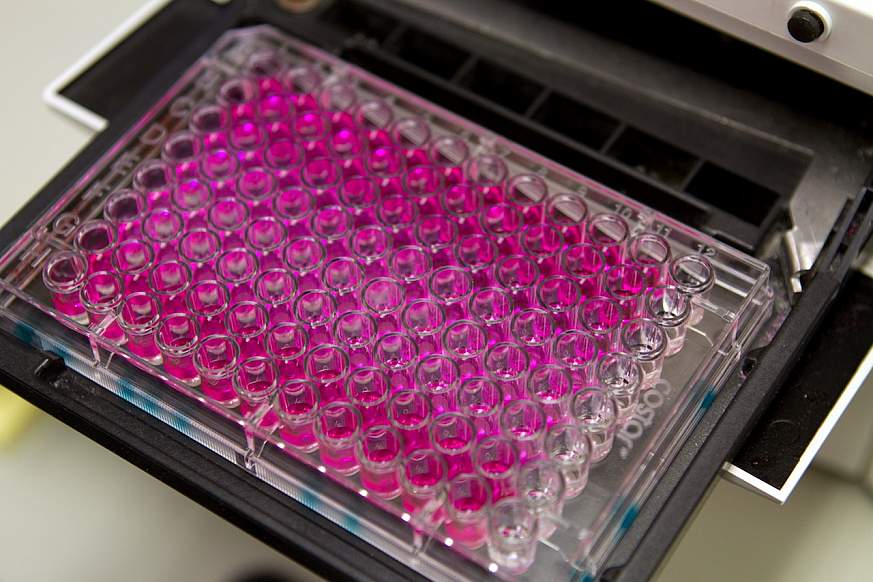 Image of a cell plate with cell lines from the NCI-60