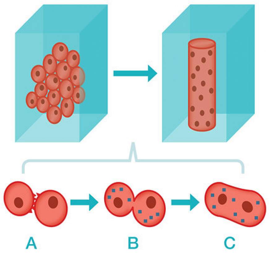 Illustration showing how muscle fibers form