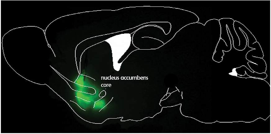 An illustration of the cross-section of a mouse brain