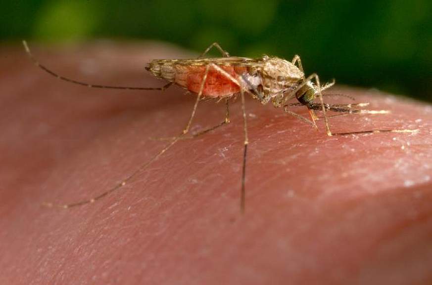 Picture of a mosquito biting a person