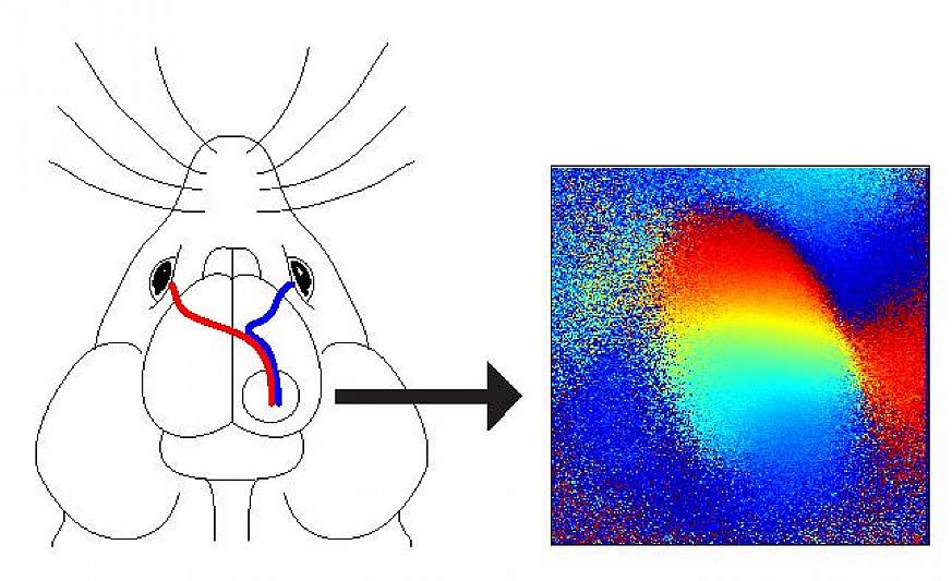 Illustration of how the eyes connect within the mouse brain