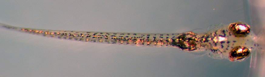 Image of a larval zebrafish