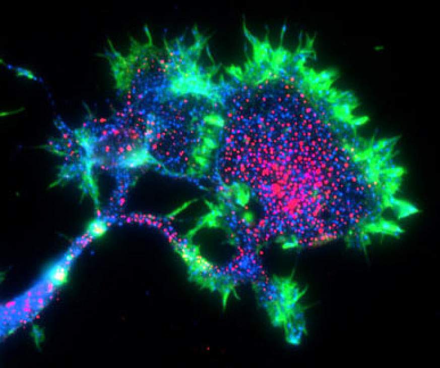 Image of PirB in nerve cells
