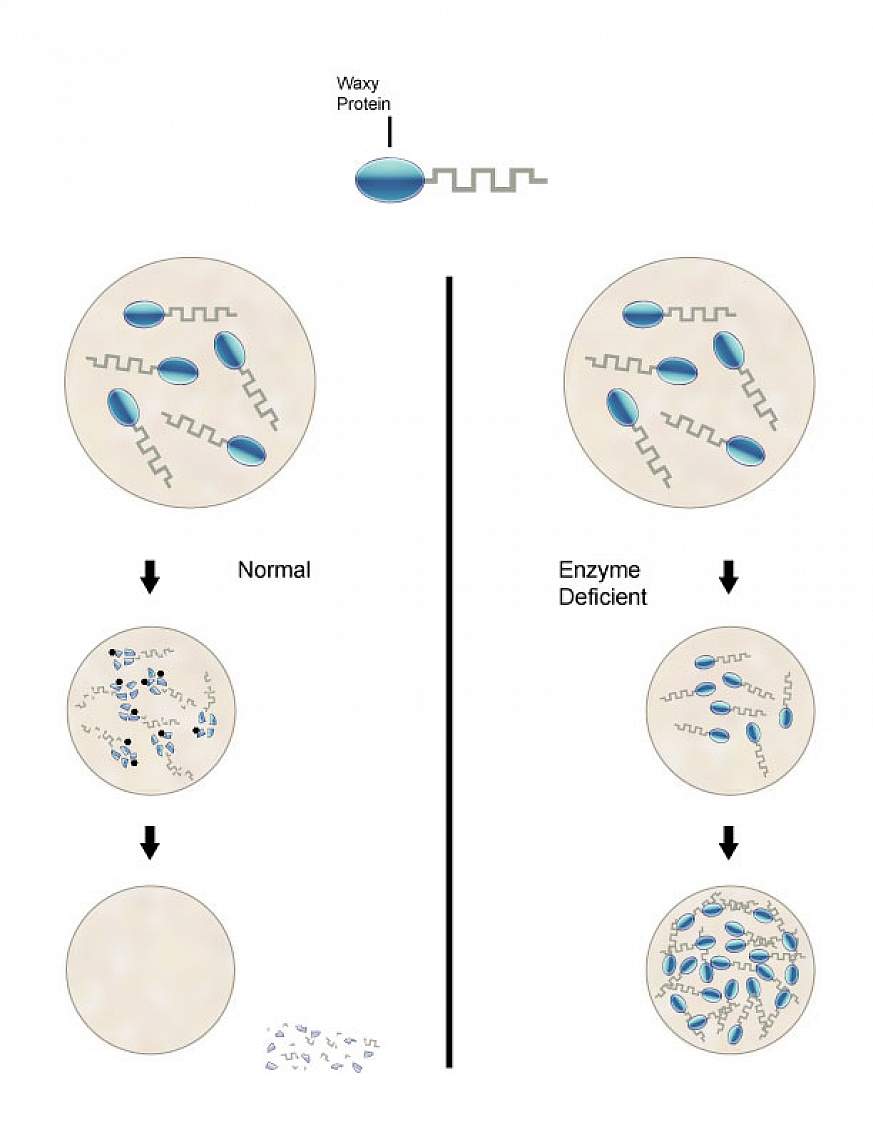 Diagram showing accumulation of ceroid in the deficiency of the PPT1 enzyme