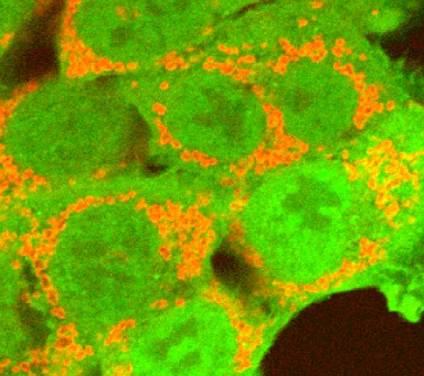 An image of cells used in the study
