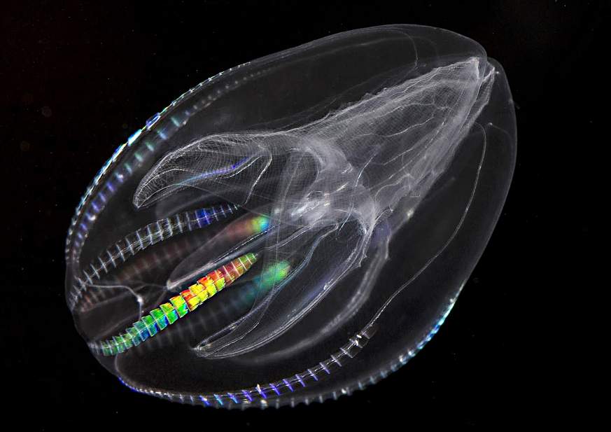 Jellyfish.