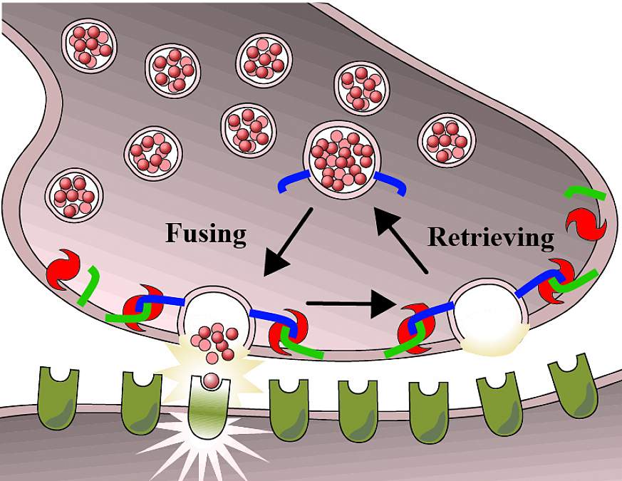 Illustration of nerve cells releasing neurotransmitters
