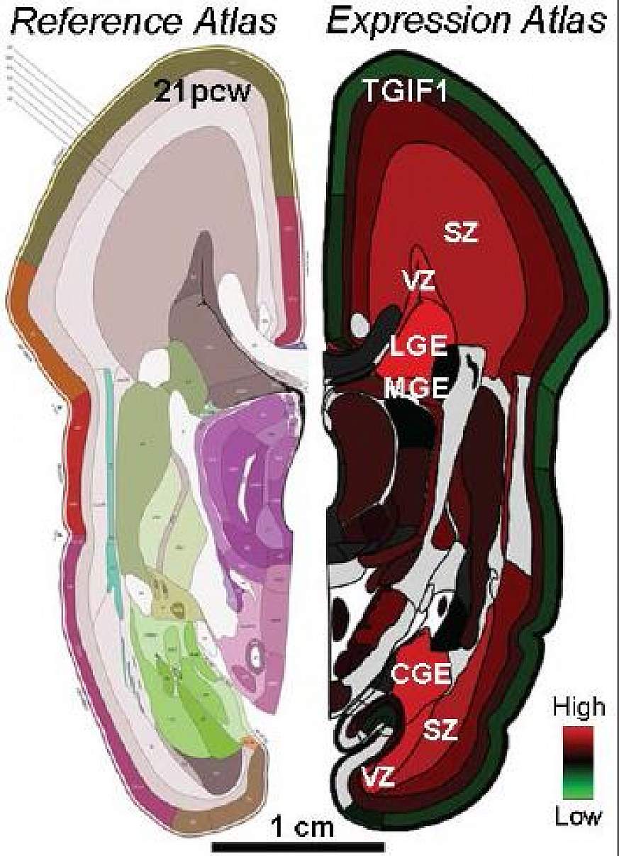 Illustration of a developing brain.