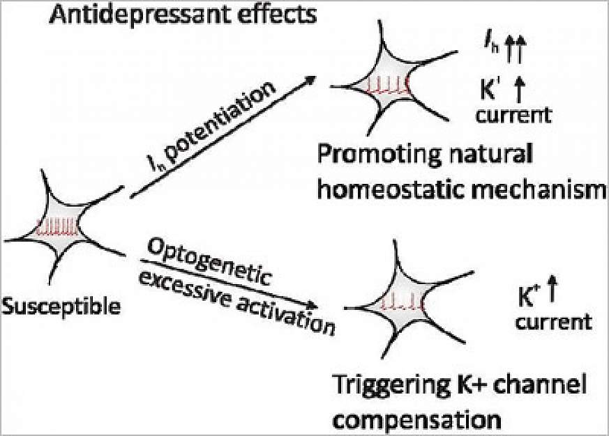 Chart describing antidepressant effects.