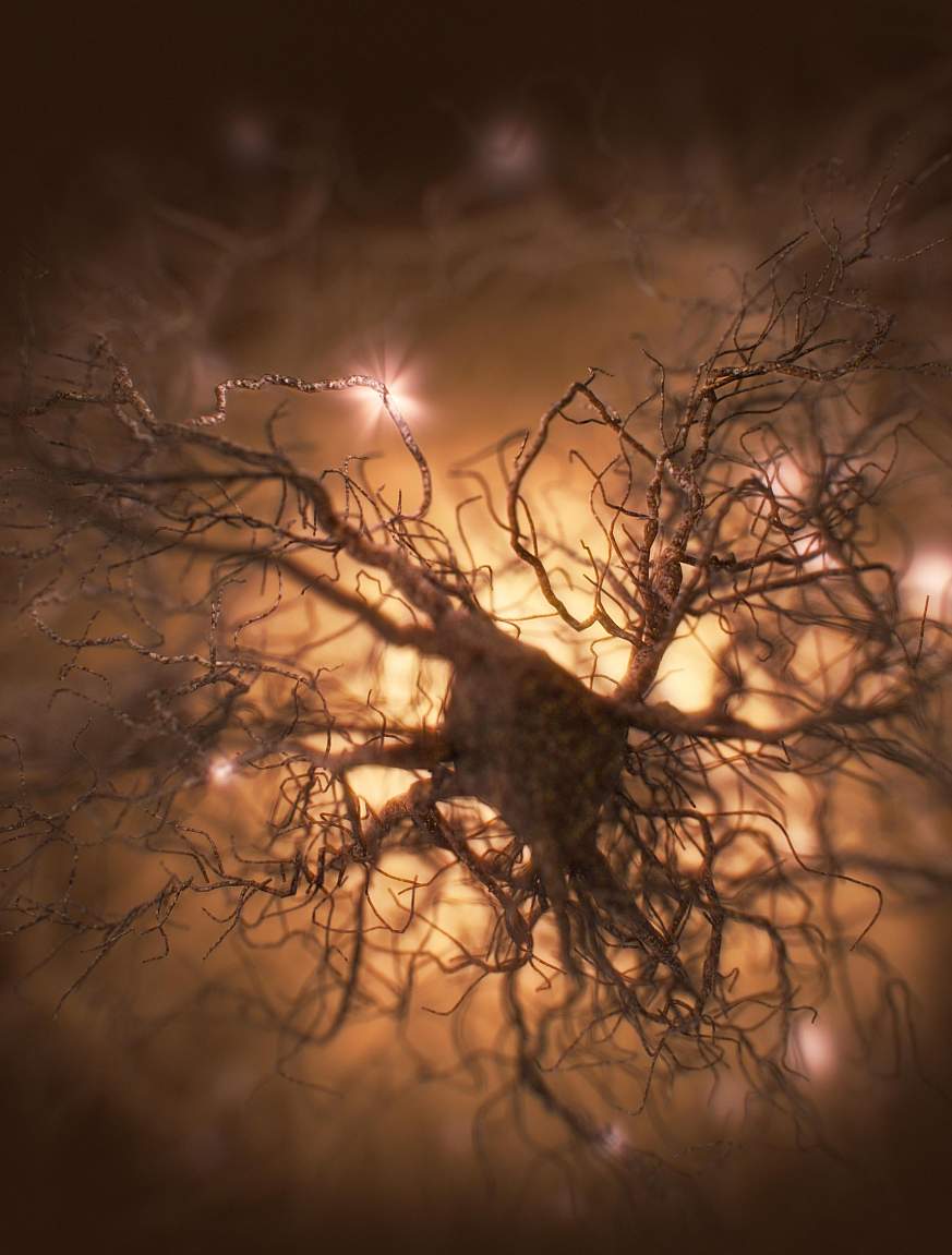 Astrocyte.