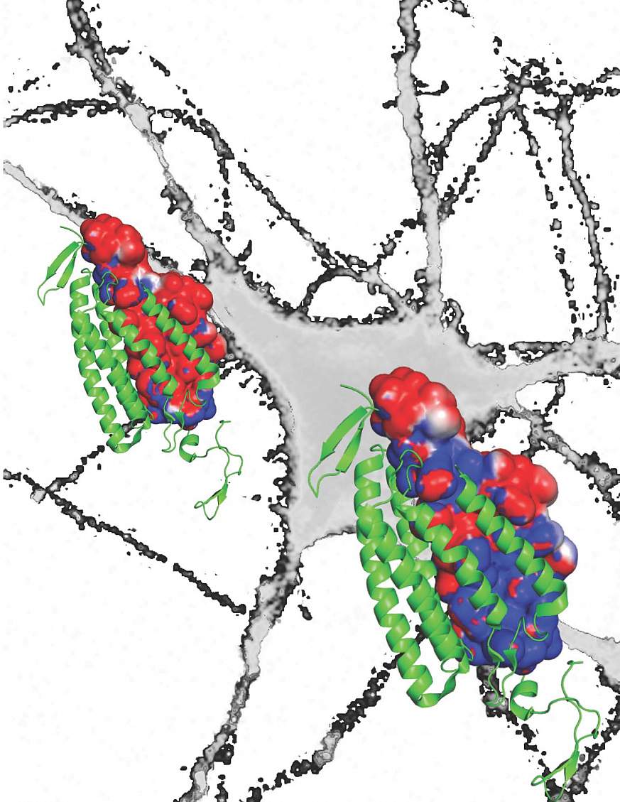 Model of neurons and inhibitors.