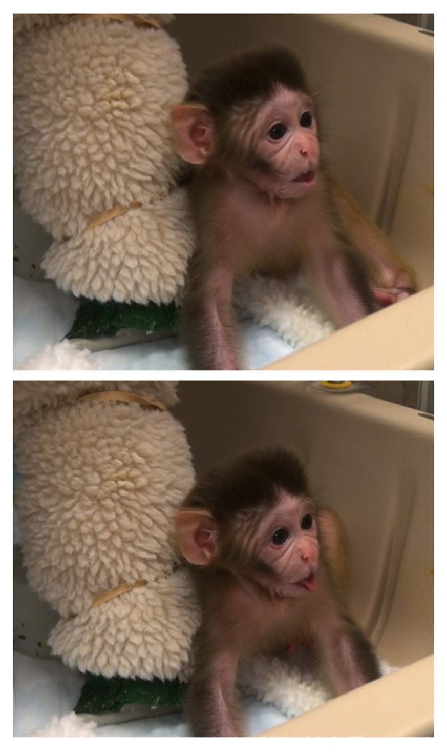 Rhesus monkey sticking out its tongue.