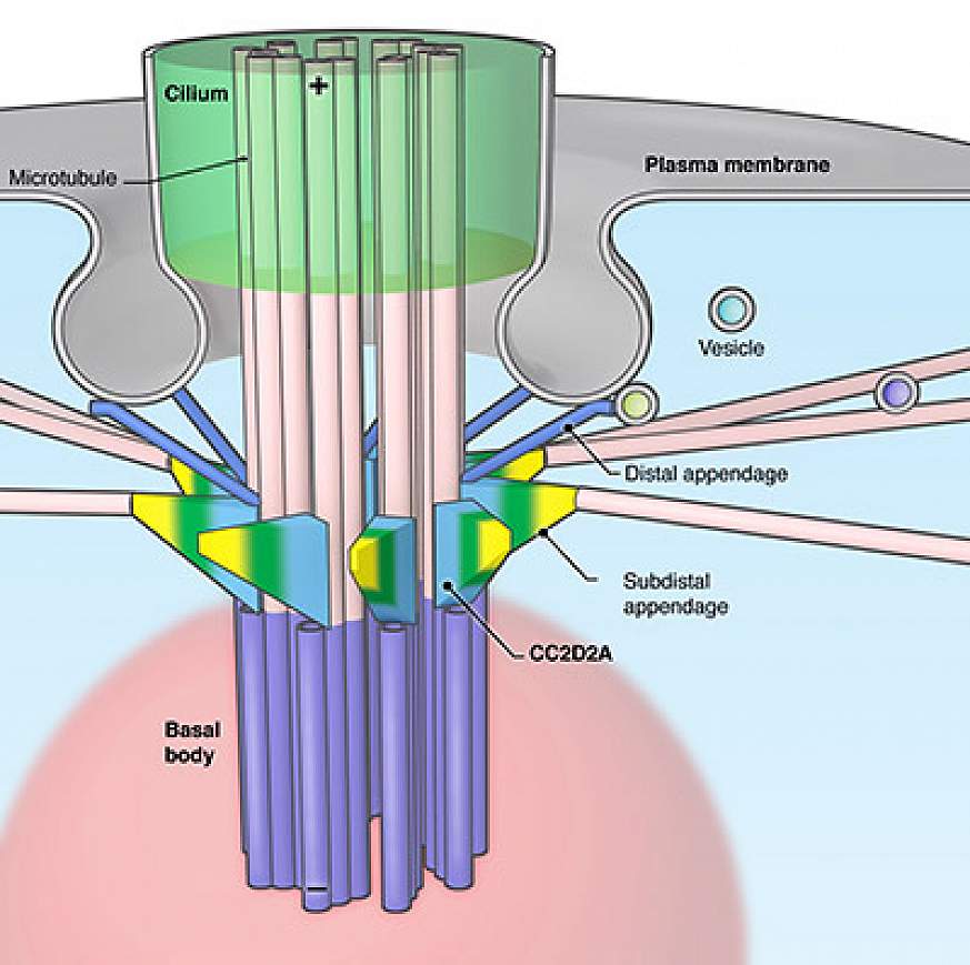 NIH study reveals gene critical to the early development of cilia