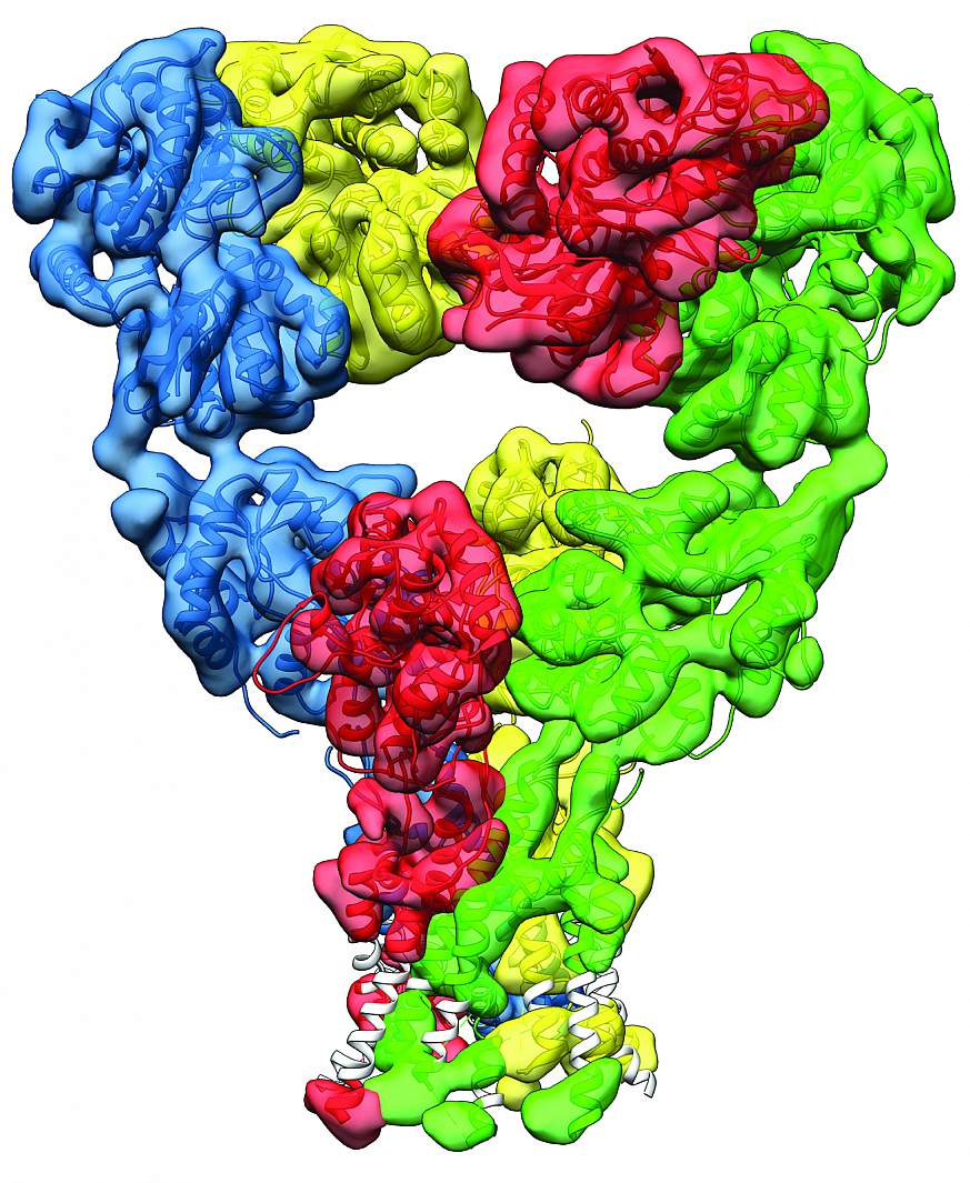 3D image of a glutamate receptor