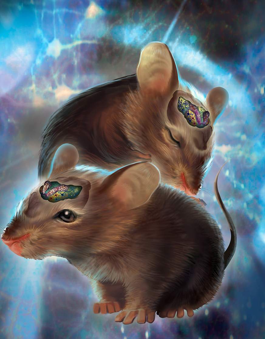 An illustration of mice