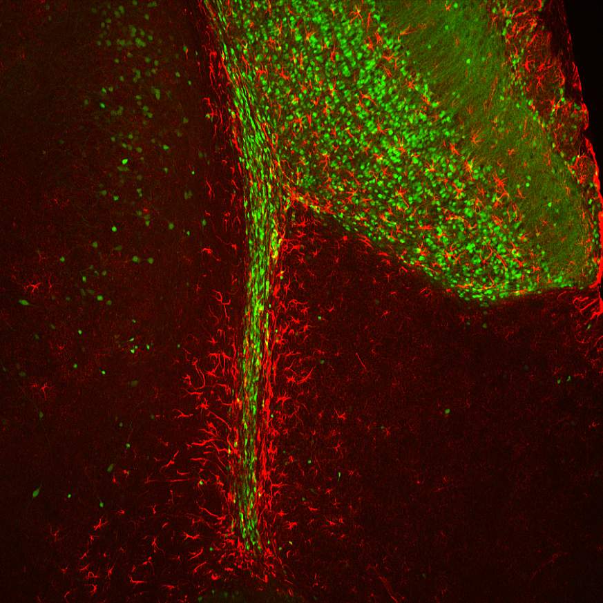 Image of stem cells