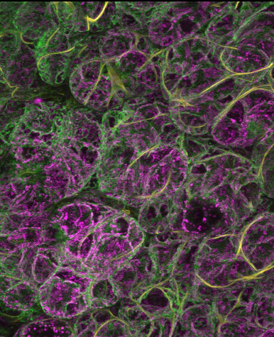 A volume rendering of mitochondria