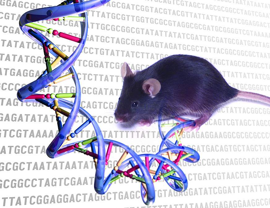 Mouse next to an illustration of DNA.