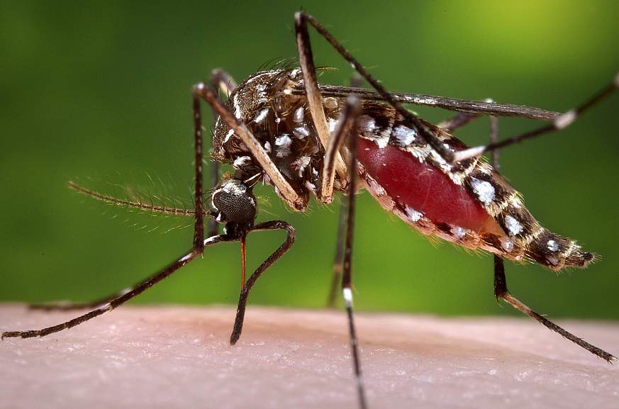 Image of a female mosquito