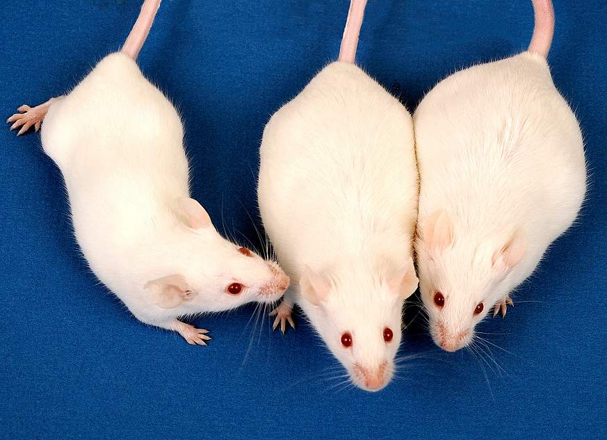 Image of mice from the study