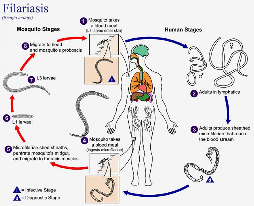 The life cycle of Brugia malayi, the causal agent of Filariasis.