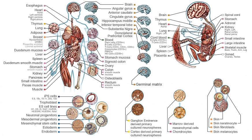 human tissue cells