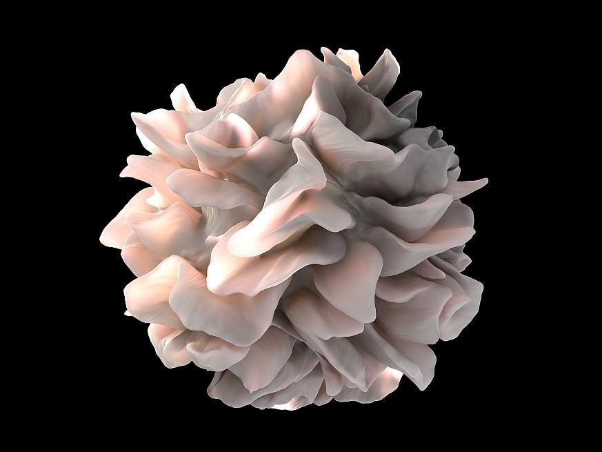 An artist’s representation of a human dendritic cell