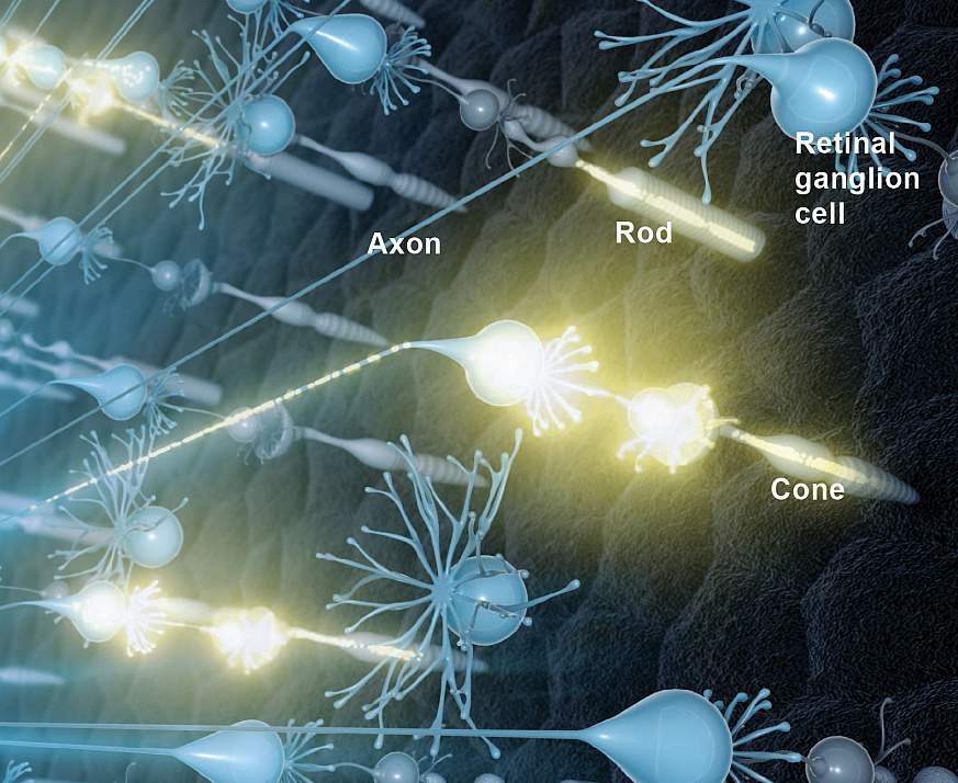 Illustration of neural activity in the retina.