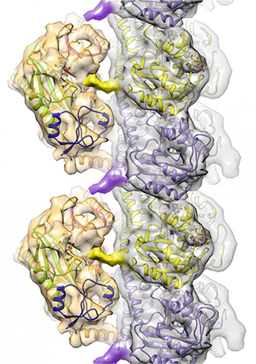 Image showing the interaction between TTLL7 and microtubules