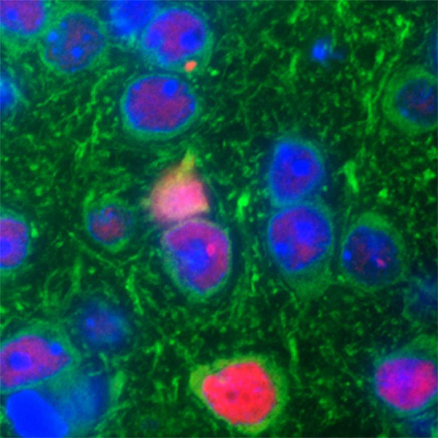 Image of gene mutation in mouse model.