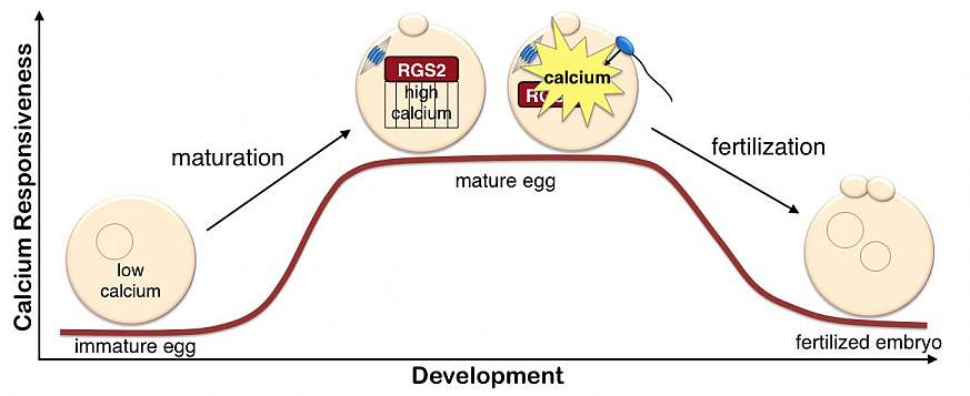 A graphic showing the RGS2 process.