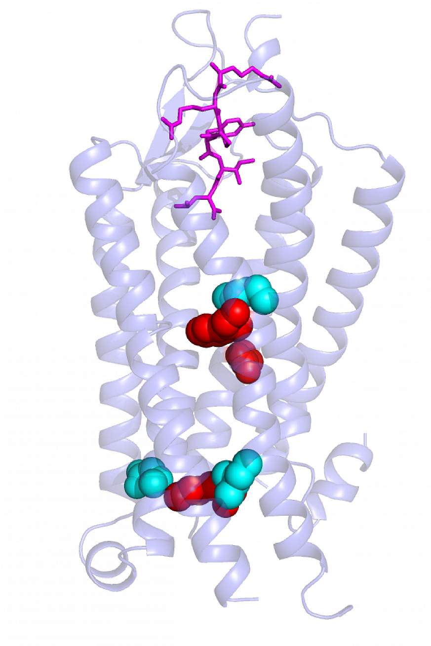 Crystal clear hormone receptors