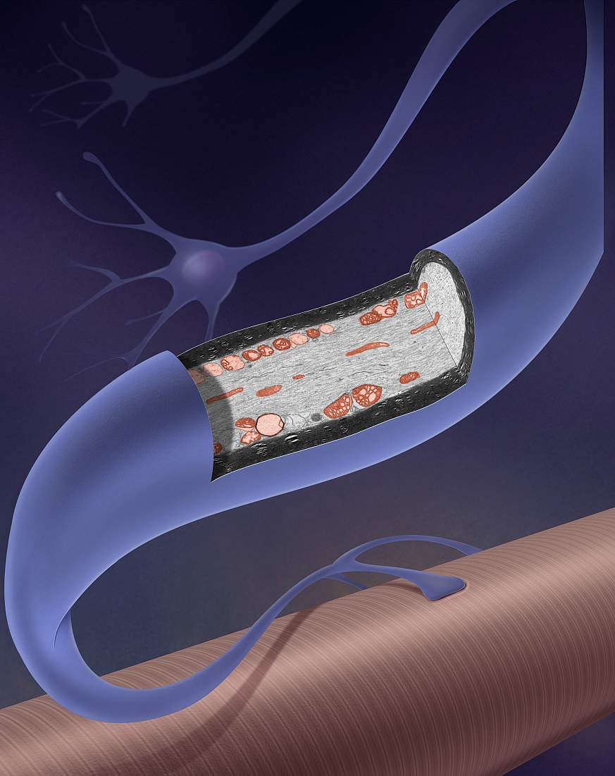 Illustration of a motor neuron