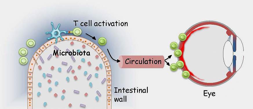 Illustration of T cell activation in uveitis.