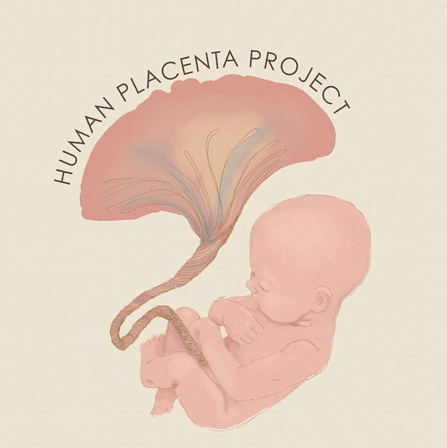 NIH’s Human Placenta Project logo