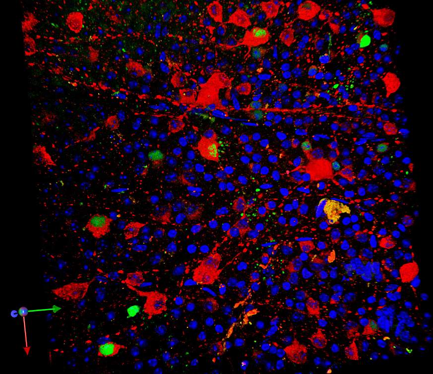 Image of successful delivery of mtDNA to mouse retina